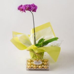 Orquídea Phalaenopsis Pink e Chocolate