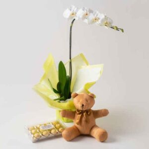 Orquídea Phalaenopsis para Presente, Chocolates e Pelúcia